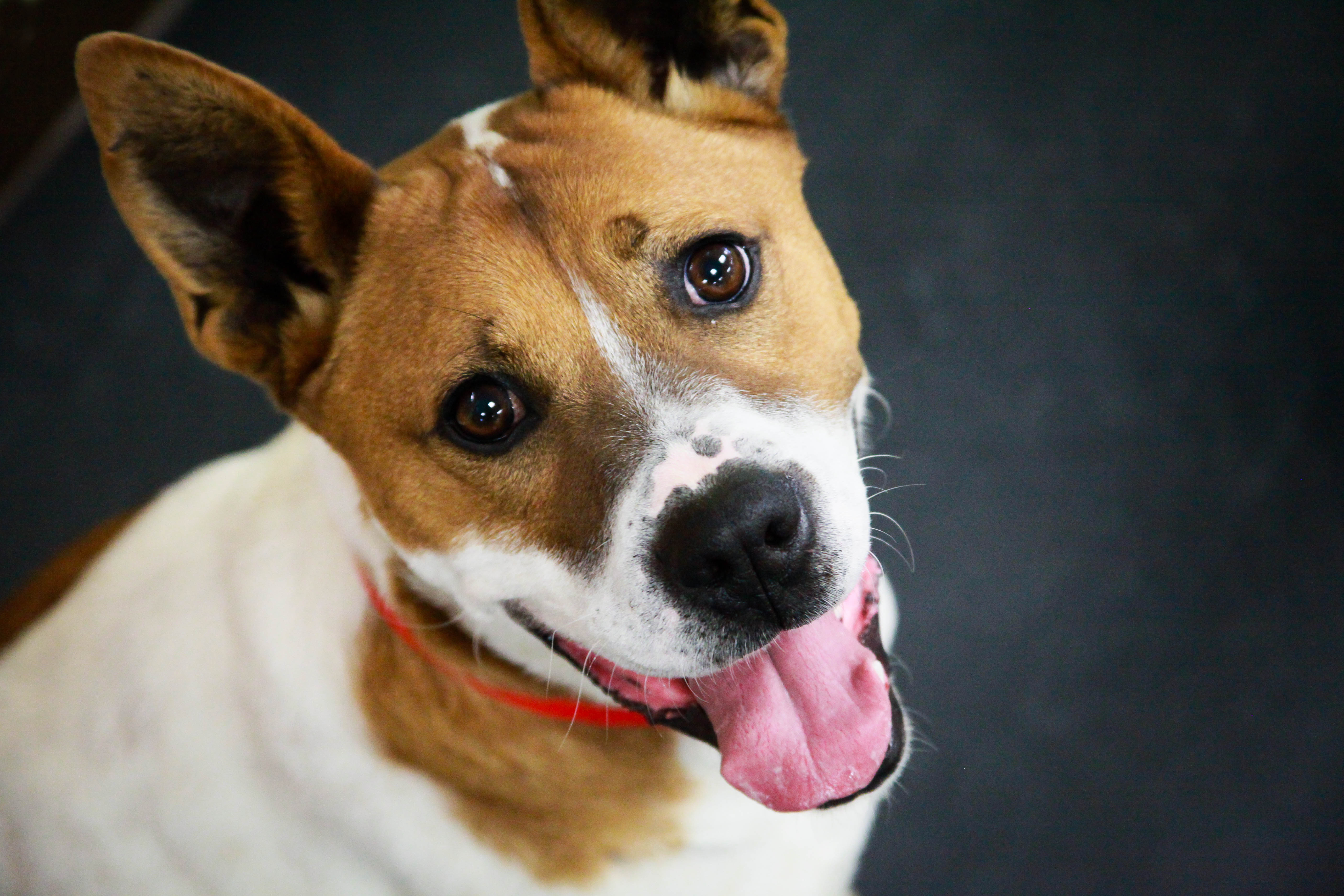 Dogs for Adoption at Because You Care