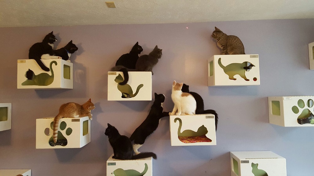 Because You Care Cats for Adoption