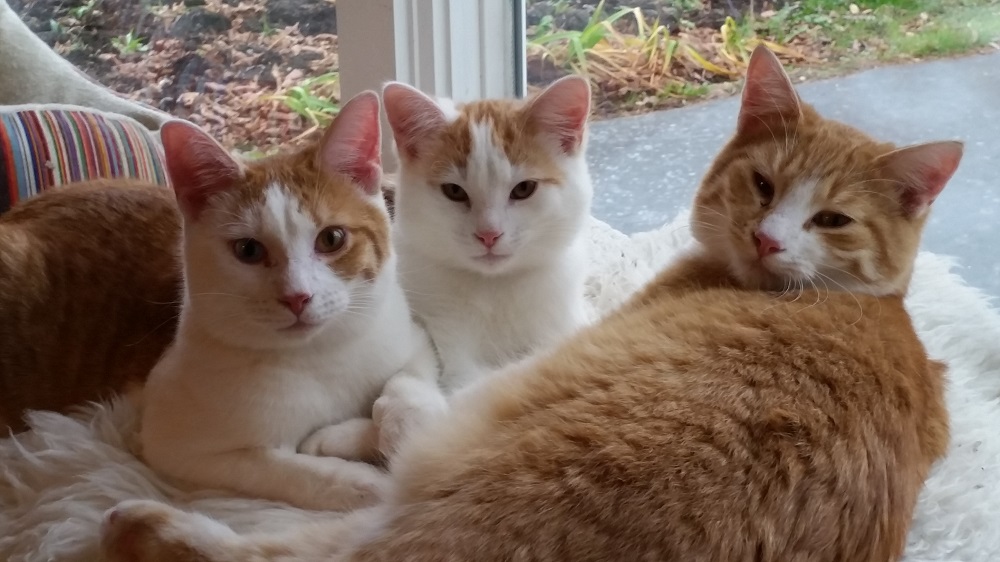 Cats for Adoption at Because You Care