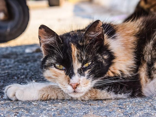 Trap, Neuter, Return