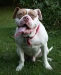 Hooch
