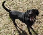 Sawyer