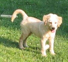 Cooper