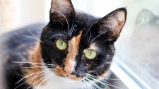 Clear the Shelters