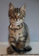 Fall Cat Adoption Special