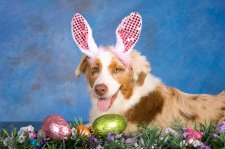 Easter Bunny Pet Photos