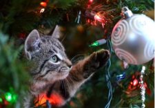  Holiday Wishing Trees