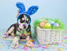 Photo Party with the Easter Bunny @ PSP