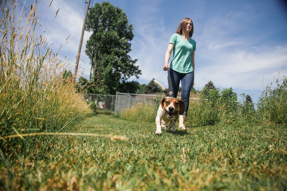 Pet Shelter Volunteer